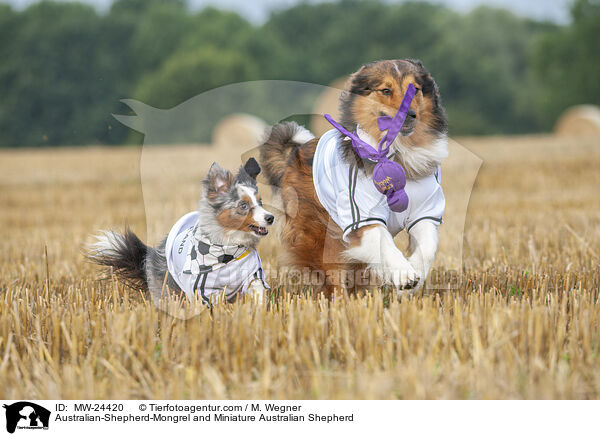 Australian-Shepherd-Mix und Miniature Australian Shepherd / Australian-Shepherd-Mongrel and Miniature Australian Shepherd / MW-24420
