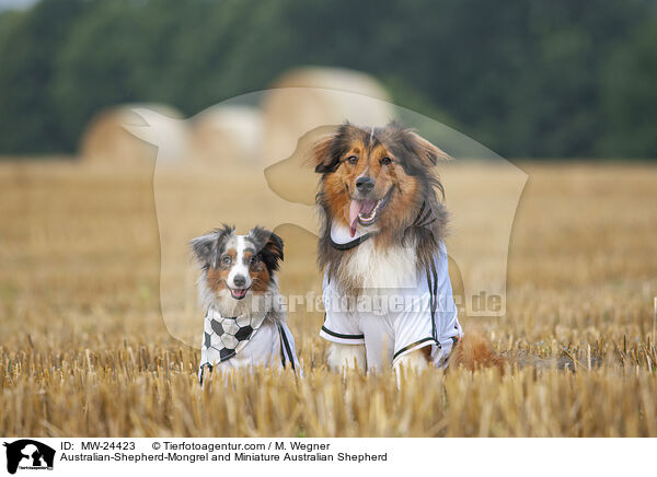 Australian-Shepherd-Mix und Miniature Australian Shepherd / Australian-Shepherd-Mongrel and Miniature Australian Shepherd / MW-24423