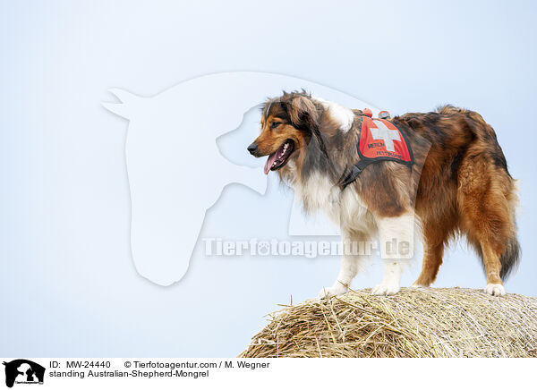 stehender Australian-Shepherd-Mix / standing Australian-Shepherd-Mongrel / MW-24440