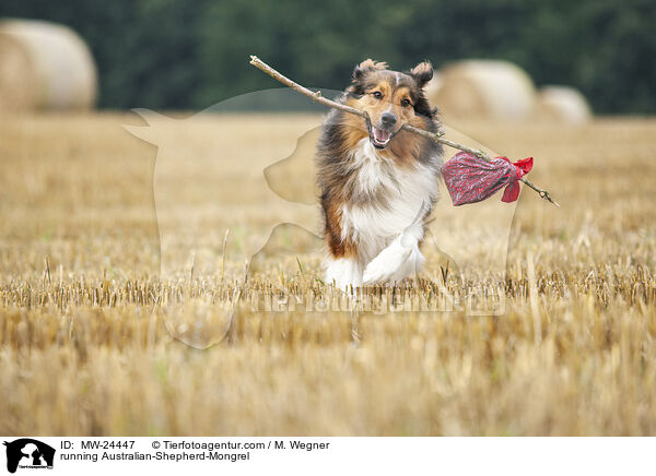 rennender Australian-Shepherd-Mix / running Australian-Shepherd-Mongrel / MW-24447