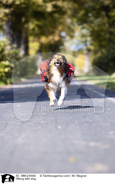 Wandern mit Hund / Hiking with dog / MW-24469