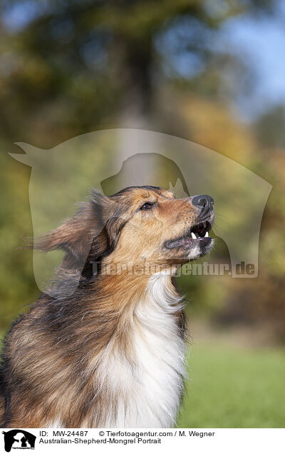 Australian-Shepherd-Mix Portrait / Australian-Shepherd-Mongrel Portrait / MW-24487