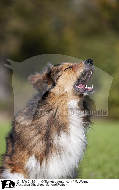 Australian-Shepherd-Mix Portrait / Australian-Shepherd-Mongrel Portrait / MW-24491