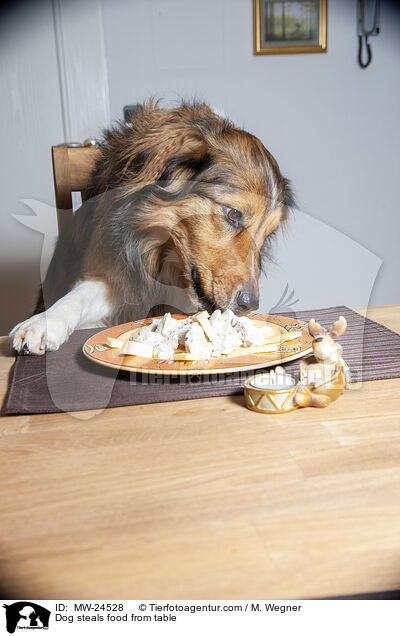 Hund klaut Essen vom Tisch / Dog steals food from table / MW-24528