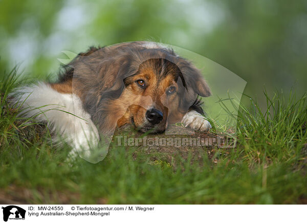 liegender Australian-Shepherd-Mix / lying Australian-Shepherd-Mongrel / MW-24550