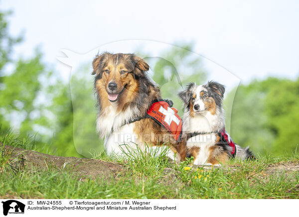 Australian-Shepherd-Mix und Miniature Australian Shepherd / Australian-Shepherd-Mongrel and Miniature Australian Shepherd / MW-24555