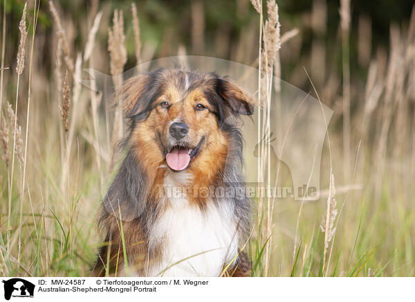Australian-Shepherd-Mix Portrait / Australian-Shepherd-Mongrel Portrait / MW-24587