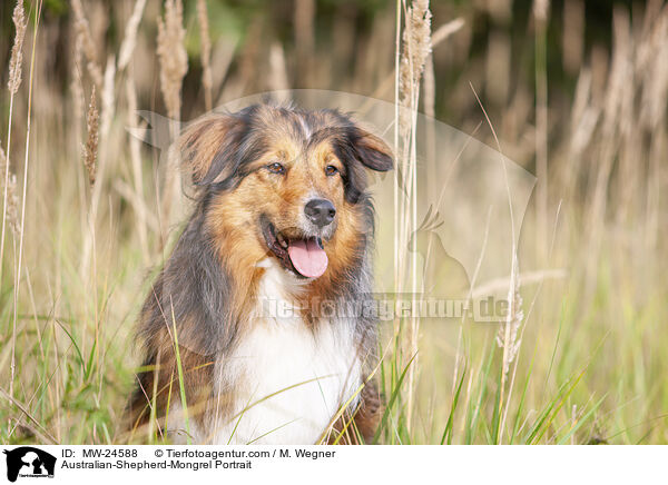 Australian-Shepherd-Mix Portrait / Australian-Shepherd-Mongrel Portrait / MW-24588