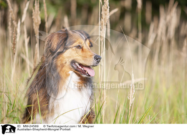 Australian-Shepherd-Mix Portrait / Australian-Shepherd-Mongrel Portrait / MW-24589