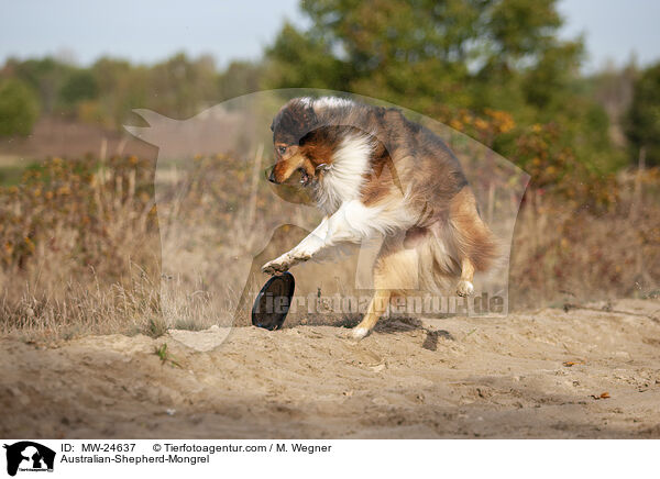 Australian-Shepherd-Mix / Australian-Shepherd-Mongrel / MW-24637