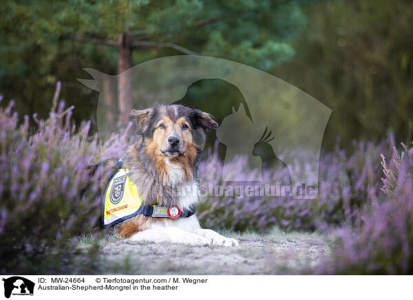 Australian-Shepherd-Mix in der Heide / Australian-Shepherd-Mongrel in the heather / MW-24664