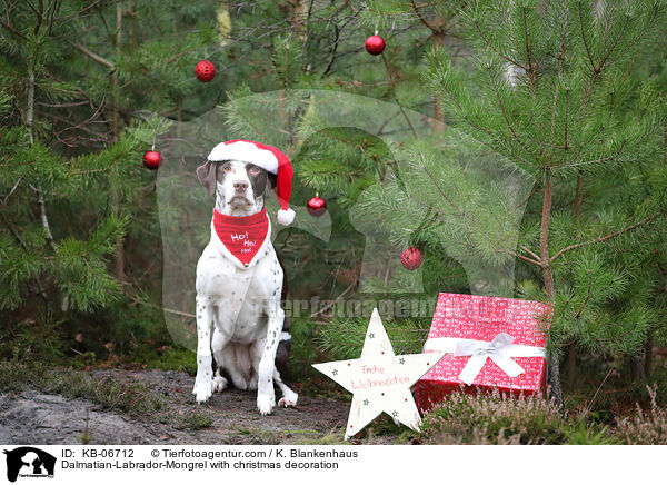 Dalmatiner-Labrador-Mischling mit Weihnachtsdeko / Dalmatian-Labrador-Mongrel with christmas decoration / KB-06712