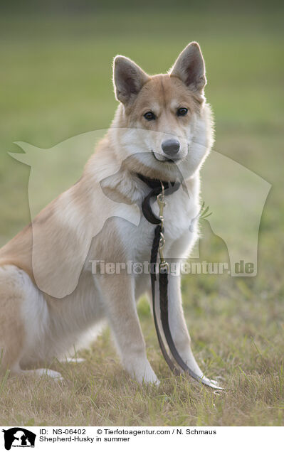 Husky-Schferhund im Sommer / Shepherd-Husky in summer / NS-06402