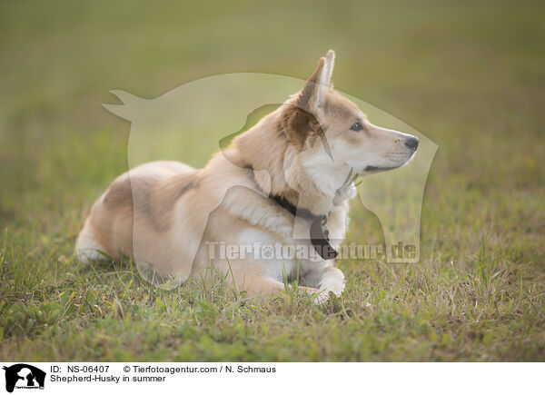 Husky-Schferhund im Sommer / Shepherd-Husky in summer / NS-06407