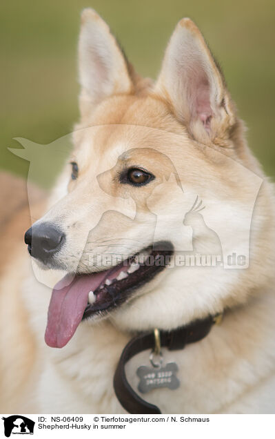 Husky-Schferhund im Sommer / Shepherd-Husky in summer / NS-06409