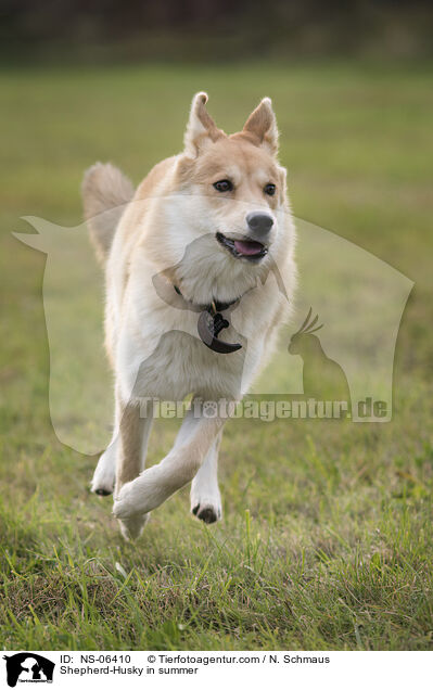 Husky-Schferhund im Sommer / Shepherd-Husky in summer / NS-06410