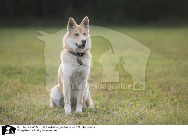 Husky-Schferhund im Sommer / Shepherd-Husky in summer / NS-06415