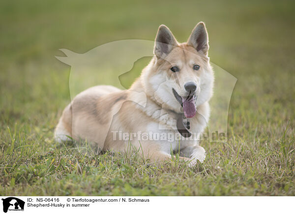 Husky-Schferhund im Sommer / Shepherd-Husky in summer / NS-06416