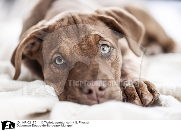 Dobermann-Bordeaux-Dogge-Mix / Doberman-Dogue-de-Bordeaux-Mongrel / NP-02175