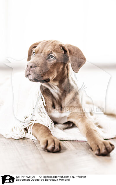 Dobermann-Bordeaux-Dogge-Mix / Doberman-Dogue-de-Bordeaux-Mongrel / NP-02190