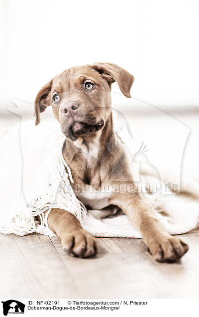 Dobermann-Bordeaux-Dogge-Mix / Doberman-Dogue-de-Bordeaux-Mongrel / NP-02191
