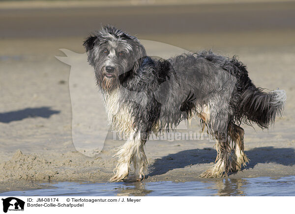 Border-Collie-Schafpudel / Border-Collie-Schafpudel / JM-08174