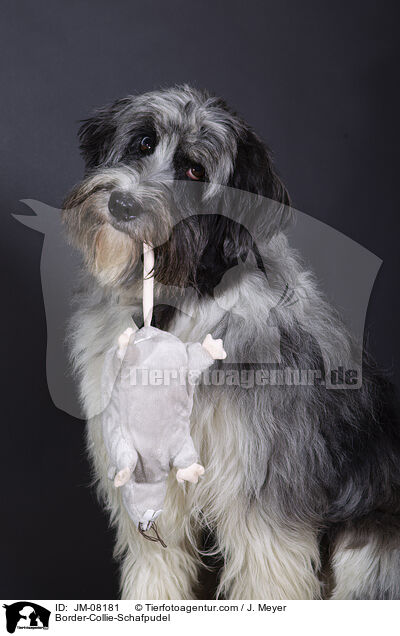 Border-Collie-Schafpudel / Border-Collie-Schafpudel / JM-08181