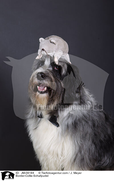 Border-Collie-Schafpudel / Border-Collie-Schafpudel / JM-08184