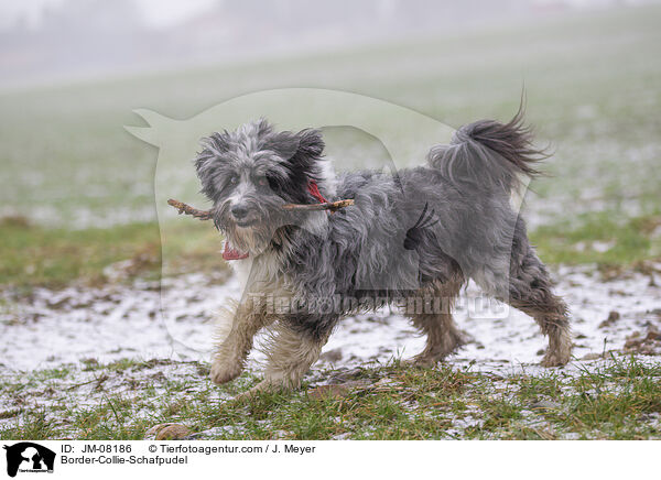 Border-Collie-Schafpudel / Border-Collie-Schafpudel / JM-08186