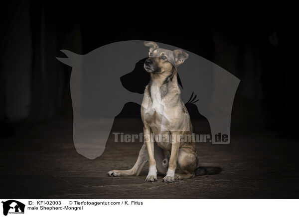 Schferhund-Mischling Rde / male Shepherd-Mongrel / KFI-02003