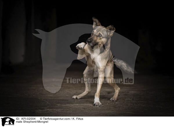 Schferhund-Mischling Rde / male Shepherd-Mongrel / KFI-02004