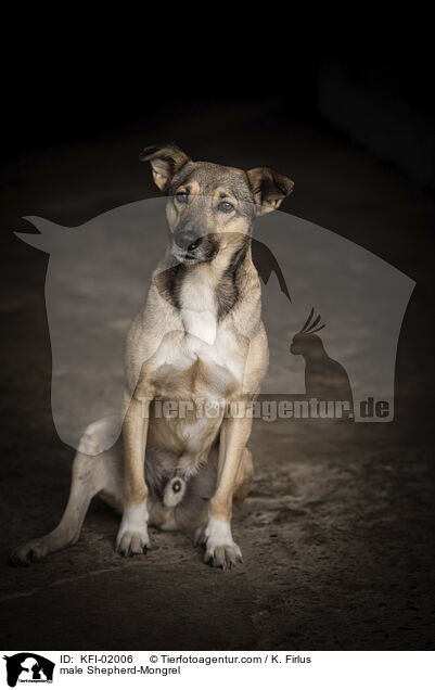 Schferhund-Mischling Rde / male Shepherd-Mongrel / KFI-02006