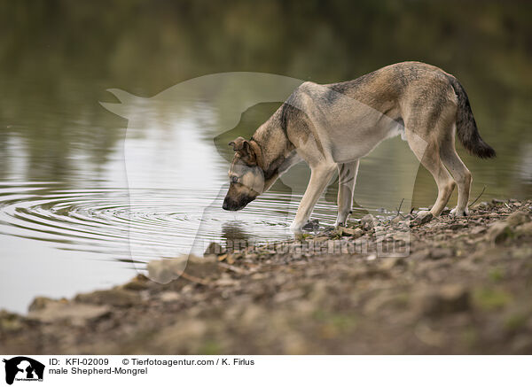 Sch�ferhund-Mischling R�de / male Shepherd-Mongrel / KFI-02009