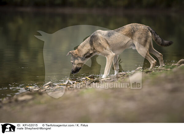 Schferhund-Mischling Rde / male Shepherd-Mongrel / KFI-02015