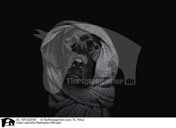 Labrador-Dalmatiner-Mischling Rde / male Labrador-Dalmatian-Mongel / KFI-02048