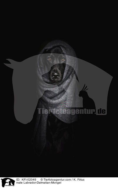 Labrador-Dalmatiner-Mischling Rde / male Labrador-Dalmatian-Mongel / KFI-02049