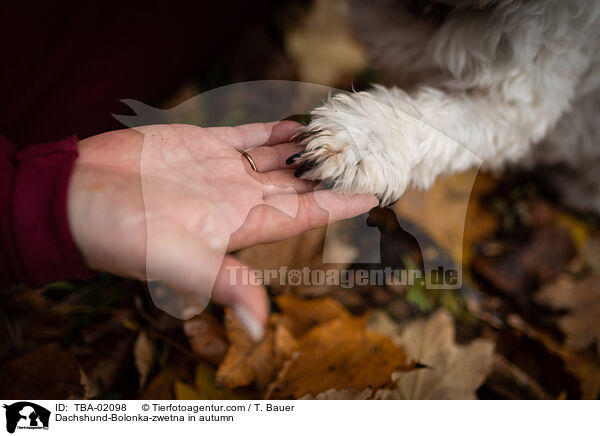 Dackel-Bolonka-zwetna im Herbst / Dachshund-Bolonka-zwetna in autumn / TBA-02098