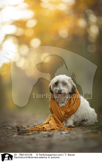Dackel-Bolonka-zwetna im Herbst / Dachshund-Bolonka-zwetna in autumn / TBA-02108