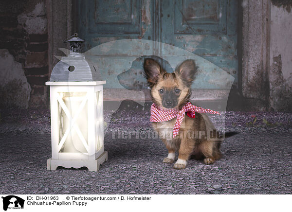 Chihuahua-Papillon Welpe / Chihuahua-Papillon Puppy / DH-01963