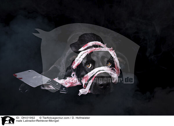 male Labrador-Retriever-Mongel / DH-01992