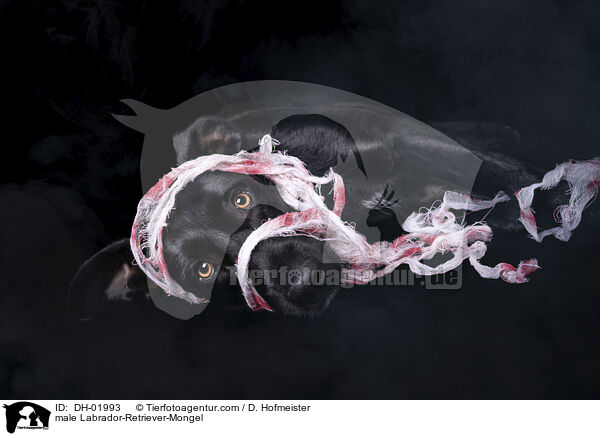 Labrador-Retriever-Mischling Rde / male Labrador-Retriever-Mongel / DH-01993