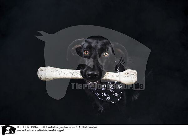 male Labrador-Retriever-Mongel / DH-01994