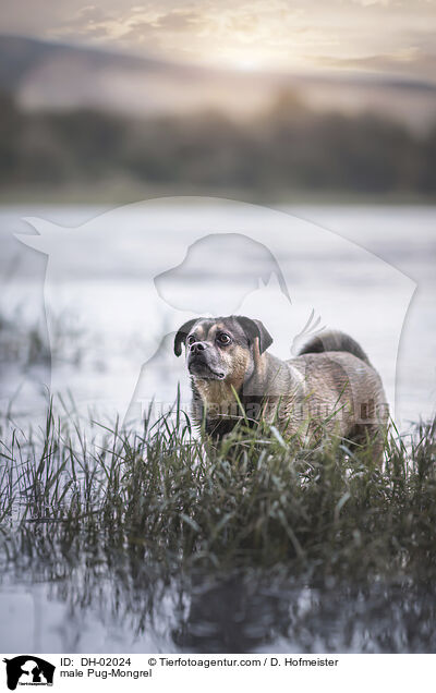 Mops-Mischling Rde / male Pug-Mongrel / DH-02024