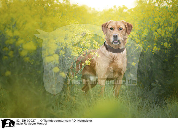 Retriever-Mischling Rde / male Retriever-Mongel / DH-02027