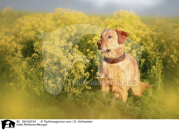 Retriever-Mischling Rde / male Retriever-Mongel / DH-02034