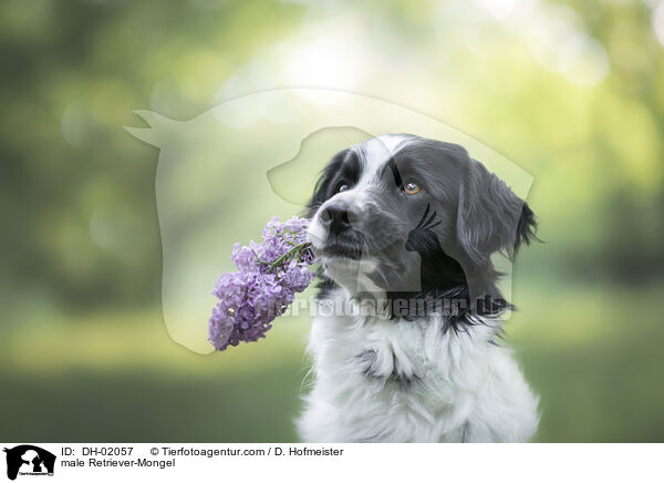 Retriever-Mischling Rde / male Retriever-Mongel / DH-02057