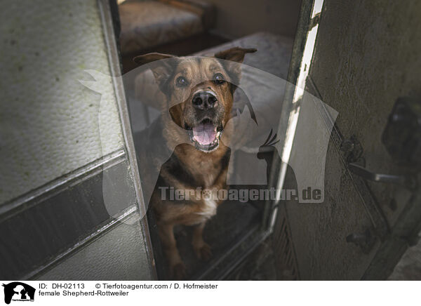 Schferhund-Rottweiler Hndin / female Shepherd-Rottweiler / DH-02113