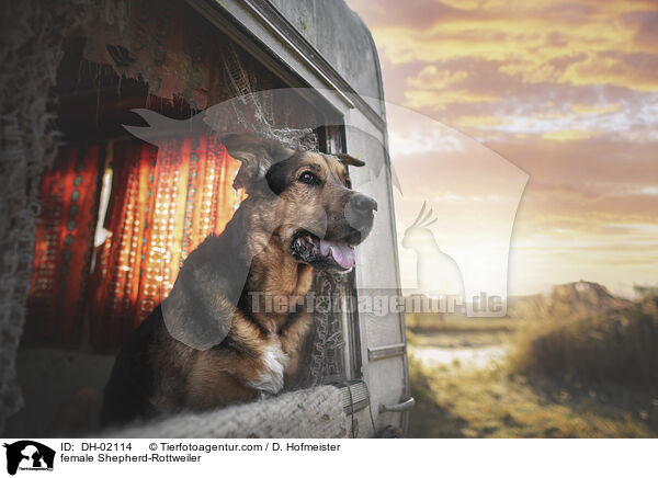 Schferhund-Rottweiler Hndin / female Shepherd-Rottweiler / DH-02114
