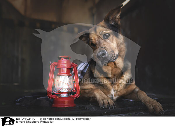 Schferhund-Rottweiler Hndin / female Shepherd-Rottweiler / DH-02119