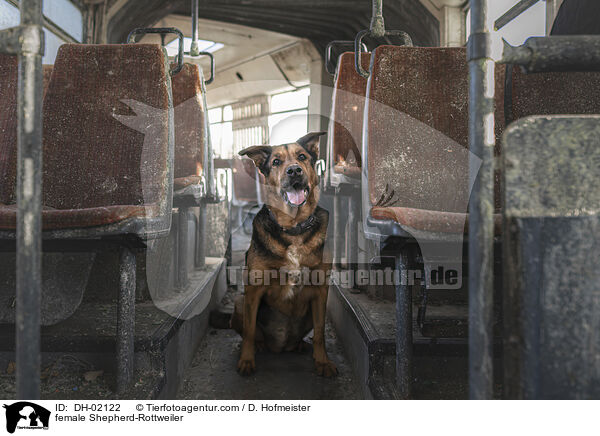 Schferhund-Rottweiler Hndin / female Shepherd-Rottweiler / DH-02122